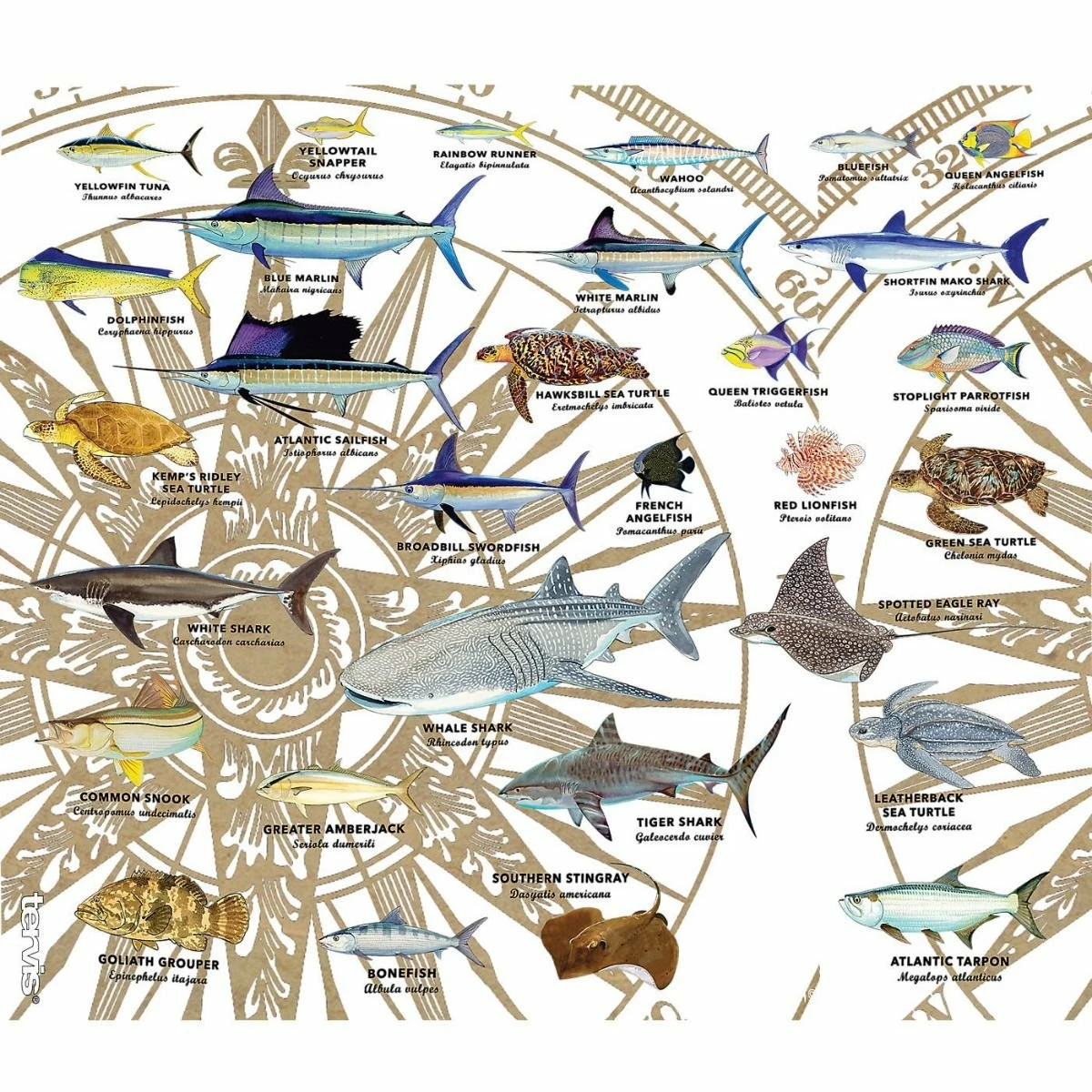 Tervis® 24oz Double-Walled Insulated Tumbler With Water Bottle Lid | Guy Harvey® Charts - Image 2